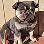 bulldog, dog, pet, animal, portrait, sunlight, outdoor, collar, brown, gray, shadow, floor, wall, sitting, expression, paw, fur, canine, companion, closeup