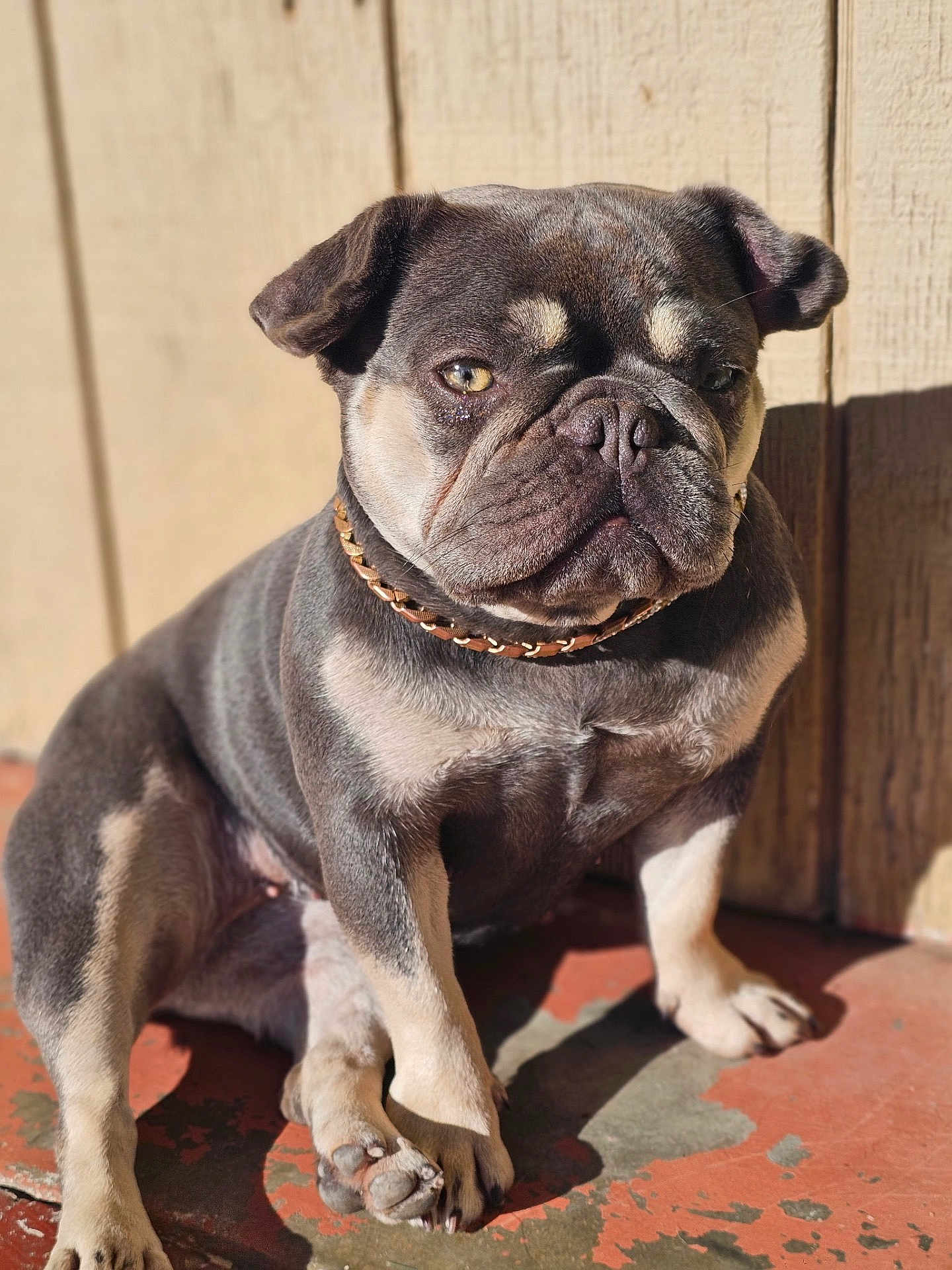 Hennessy joined the competition — help win amazing prizes! bulldog, dog, pet, animal, portrait, sunlight, outdoor, collar, brown, gray, shadow, floor, wall, sitting, expression, paw, fur, canine, companion, closeup