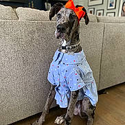 Lea is registered to the contest to win money with this photo: dog, great_dane, orange_bow, blue_dress, indoor, living_room, couch, wooden_floor, portrait, pet, animal, furniture, decor, collar, seated, star_pattern, large_dog, domestic, calm, cute