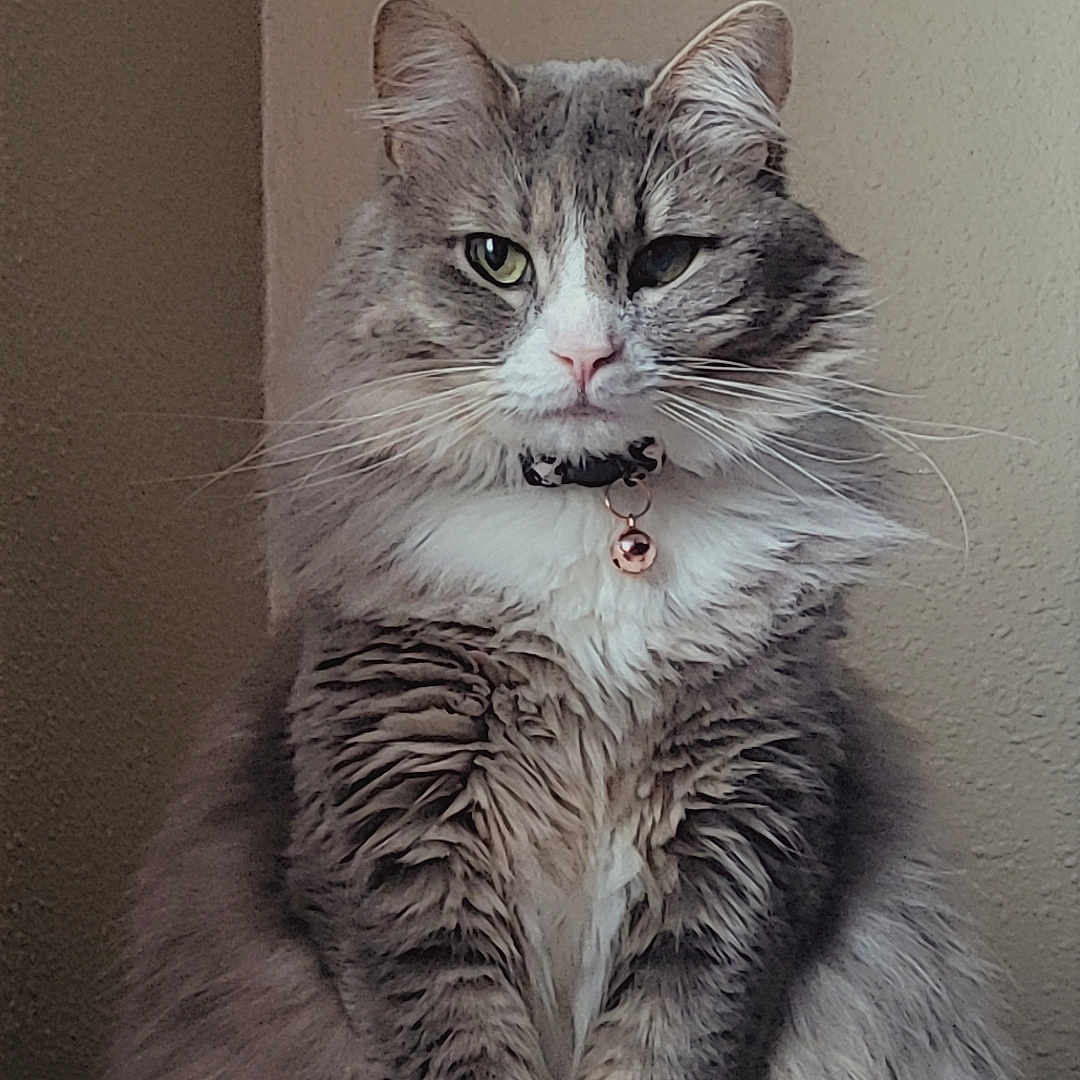 Pamela Anderpurr is registered to the contest to win money with this photo: abyssinian, accessories, angora, animal, bodypart, cat, collar, egyptiancat, gray, hardwood, kitten, manx, mouth, person, pet, siamese, wood