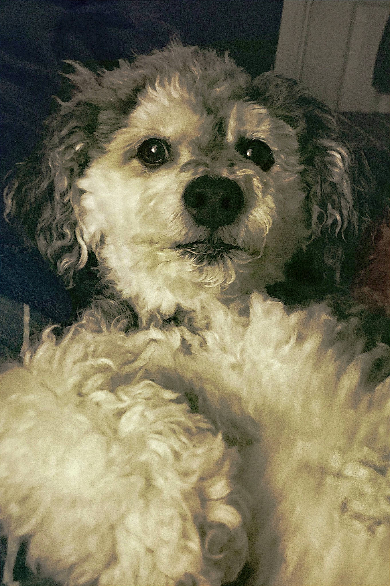 Freddie joined the competition — help win amazing prizes! canidae, carnivore, companion_dog, dog, dog_breed, eye, fur, hair, head, labradoodle, poodle_crossbreed, shih_poo, small_terrier, snout, sporting_group, terrier, toy_dog, water_dog, working_animal, yorkipoo