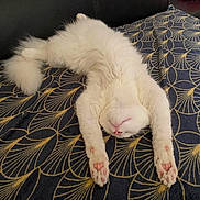 Atlas participe au concours pour gagner de l'argent avec cette photo : cat, white_cat, fluffy, stretching, paws, blanket, patterned_blanket, indoor, relaxed, cute, pet, feline, fur, pink_paw_pads, animal, sleeping_pose, cozy, soft, resting, upside_down_head