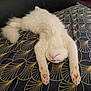 cat, white_cat, fluffy, stretching, paws, blanket, patterned_blanket, indoor, relaxed, cute, pet, feline, fur, pink_paw_pads, animal, sleeping_pose, cozy, soft, resting, upside_down_head