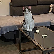Zarra participe au concours pour gagner de l'argent avec cette photo : cat, living_room, sofa, coffee_table, glass_table, candle, plush_toy, floor, blanket, pet, indoor, curious, feline, home, cozy, seated, domestic_animal, quiet, furniture, reflection