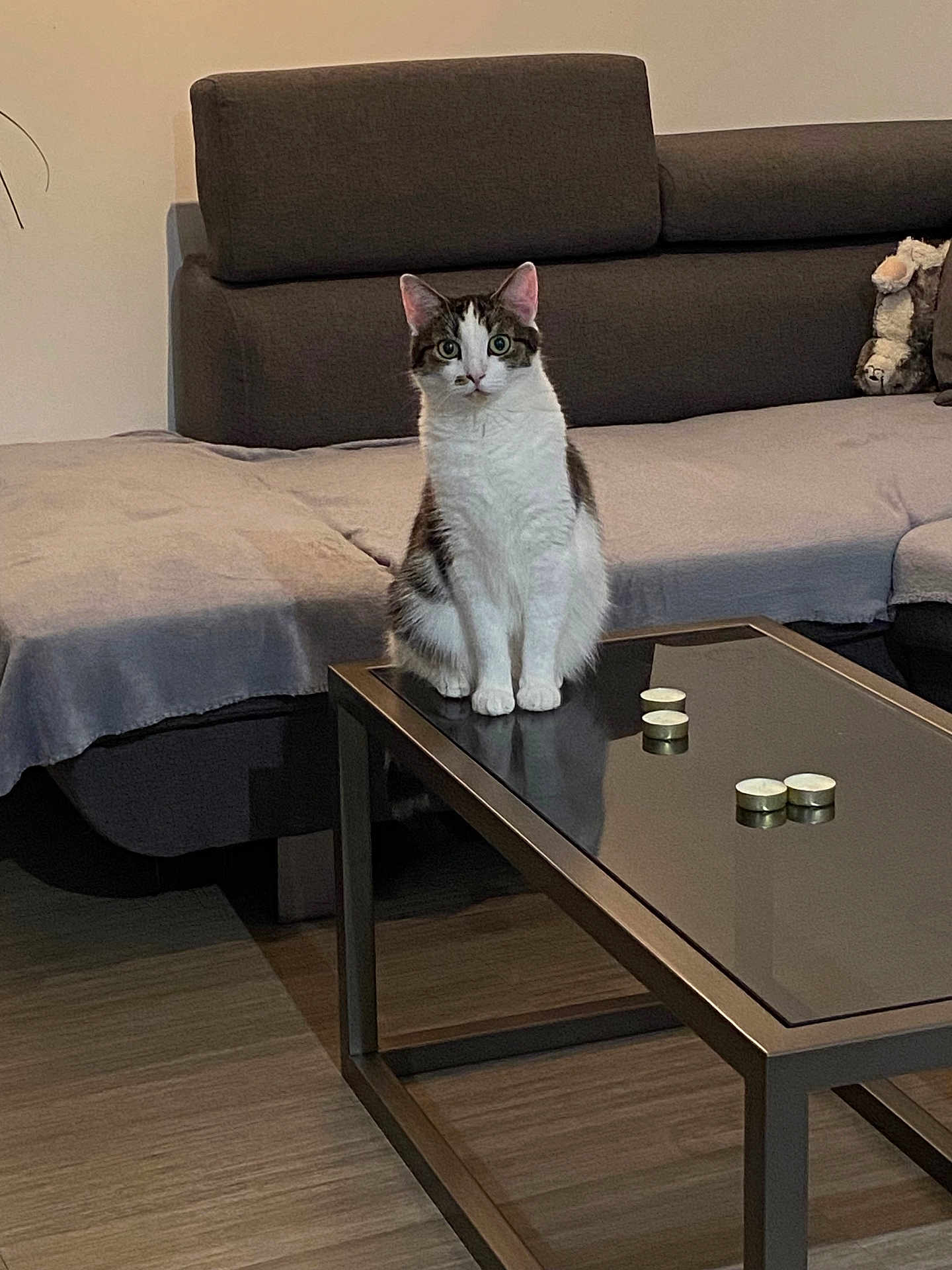 Zarra participe au concours pour gagner de l'argent avec cette photo : cat, living_room, sofa, coffee_table, glass_table, candle, plush_toy, floor, blanket, pet, indoor, curious, feline, home, cozy, seated, domestic_animal, quiet, furniture, reflection