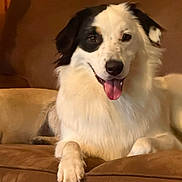Bandit joined the competition — help win amazing prizes! animal, black, canine, companion, couch, cute, dog, friendly, fur, happy, household, indoor, laying_down, mammal, paw, pet, portrait, relaxed, tongue_out, white
