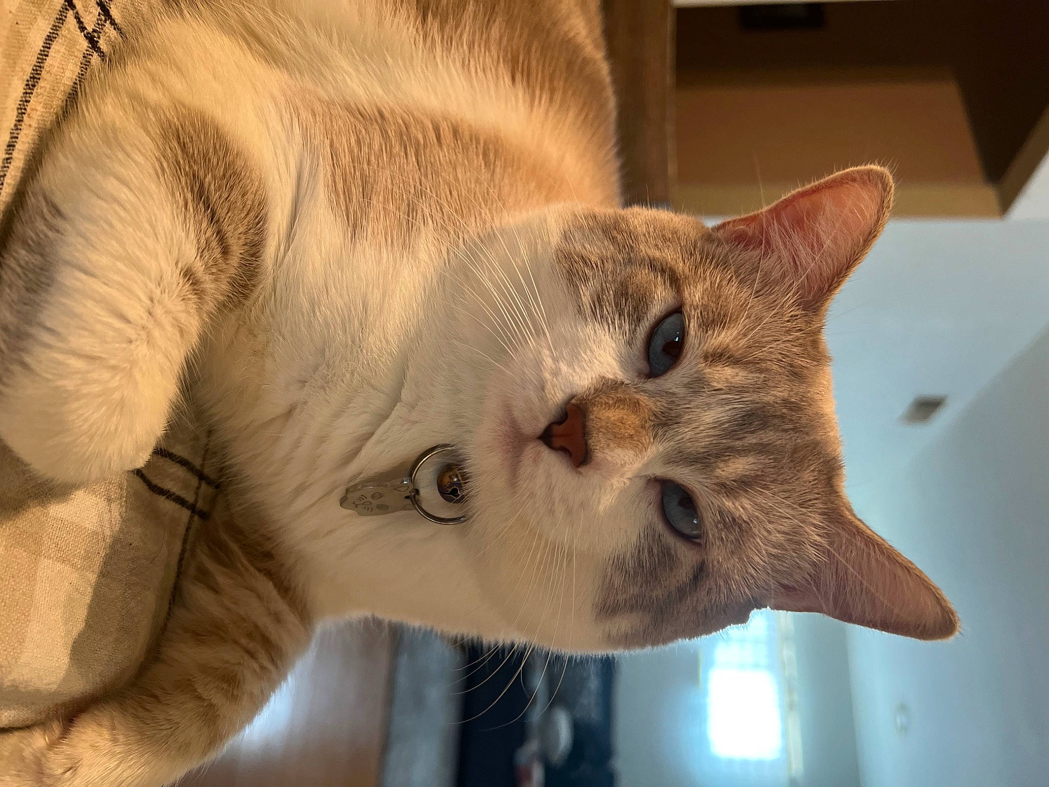 Alex joined the competition — help win amazing prizes! carnivore, cat, claw, domestic_short_haired_cat, ear, eye, fang, fawn, felidae, fur, head, jaw, paw, small_to_medium_sized_cats, snout, tail, terrestrial_animal, whiskers, window, wrinkle