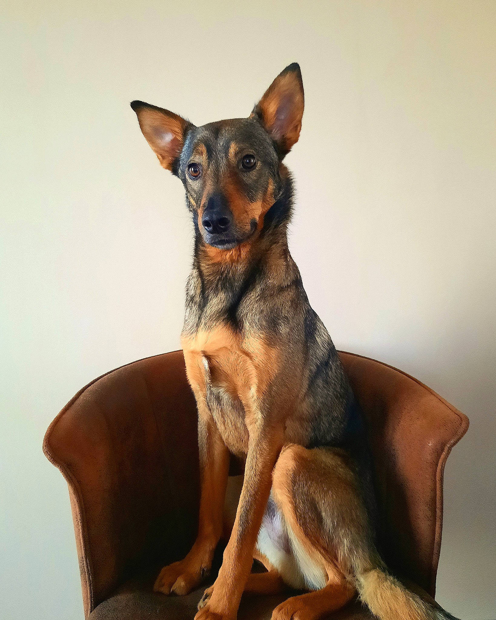 Falko participe au concours pour gagner de l'argent avec cette photo : balance, canidae, carnivore, companion_dog, dog, dog_breed, fawn, fur, snout, terrestrial_animal, whiskers, working_animal, working_dog