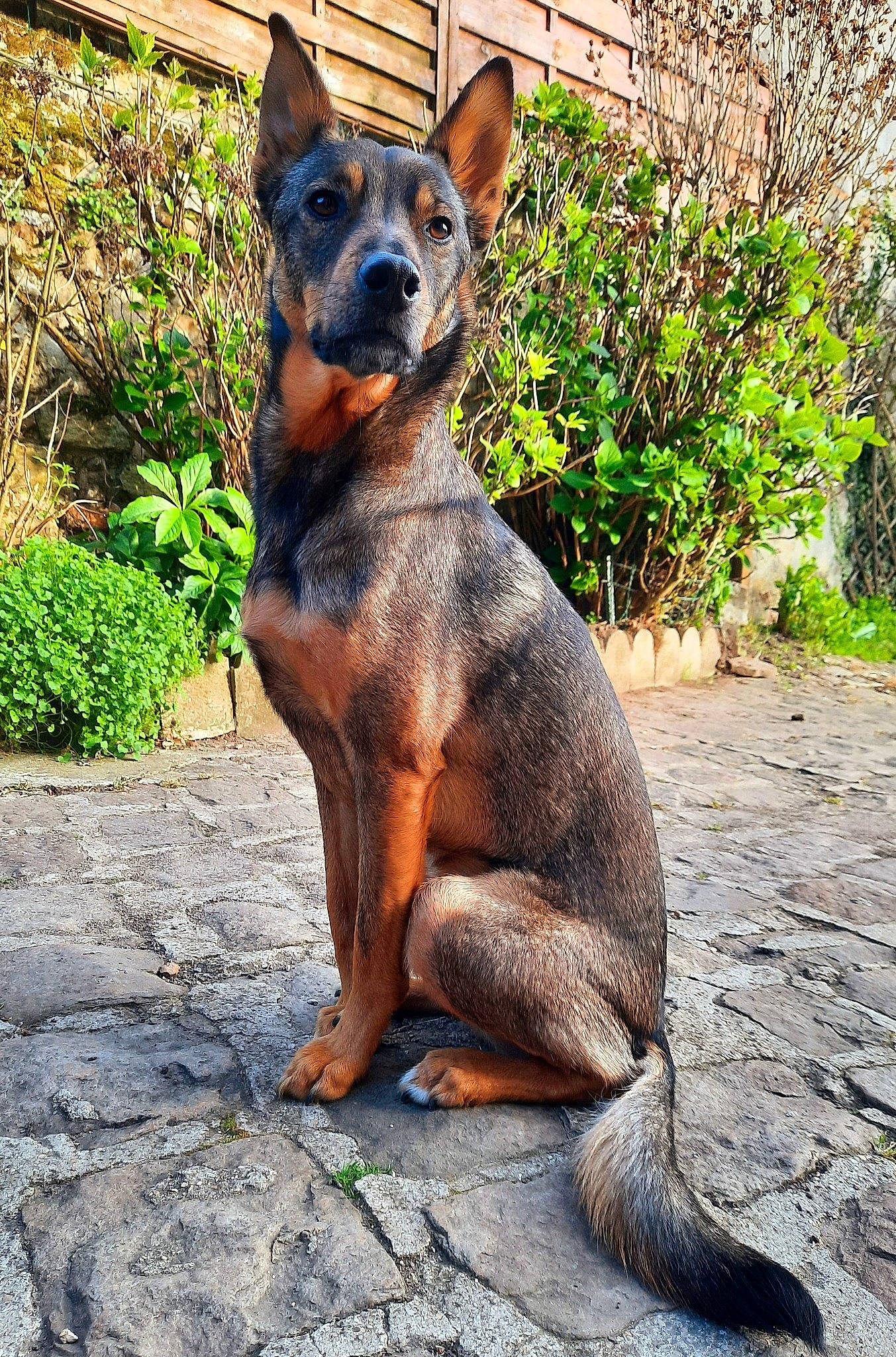 Falko participe au concours pour gagner de l'argent avec cette photo : canidae, carnivore, collar, companion_dog, dog, dog_breed, dog_collar, fawn, fur, plant, snout, sporting_group, terrestrial_animal, whiskers, working_animal, working_dog