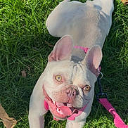 Chanel joined the competition — help win amazing prizes! animal, canine, cute, dog, ears, face, french_bulldog, grass, greenery, happy, harness, leash, nature, outdoor, paw, pet, playful, summer, sunlight, tongue_out
