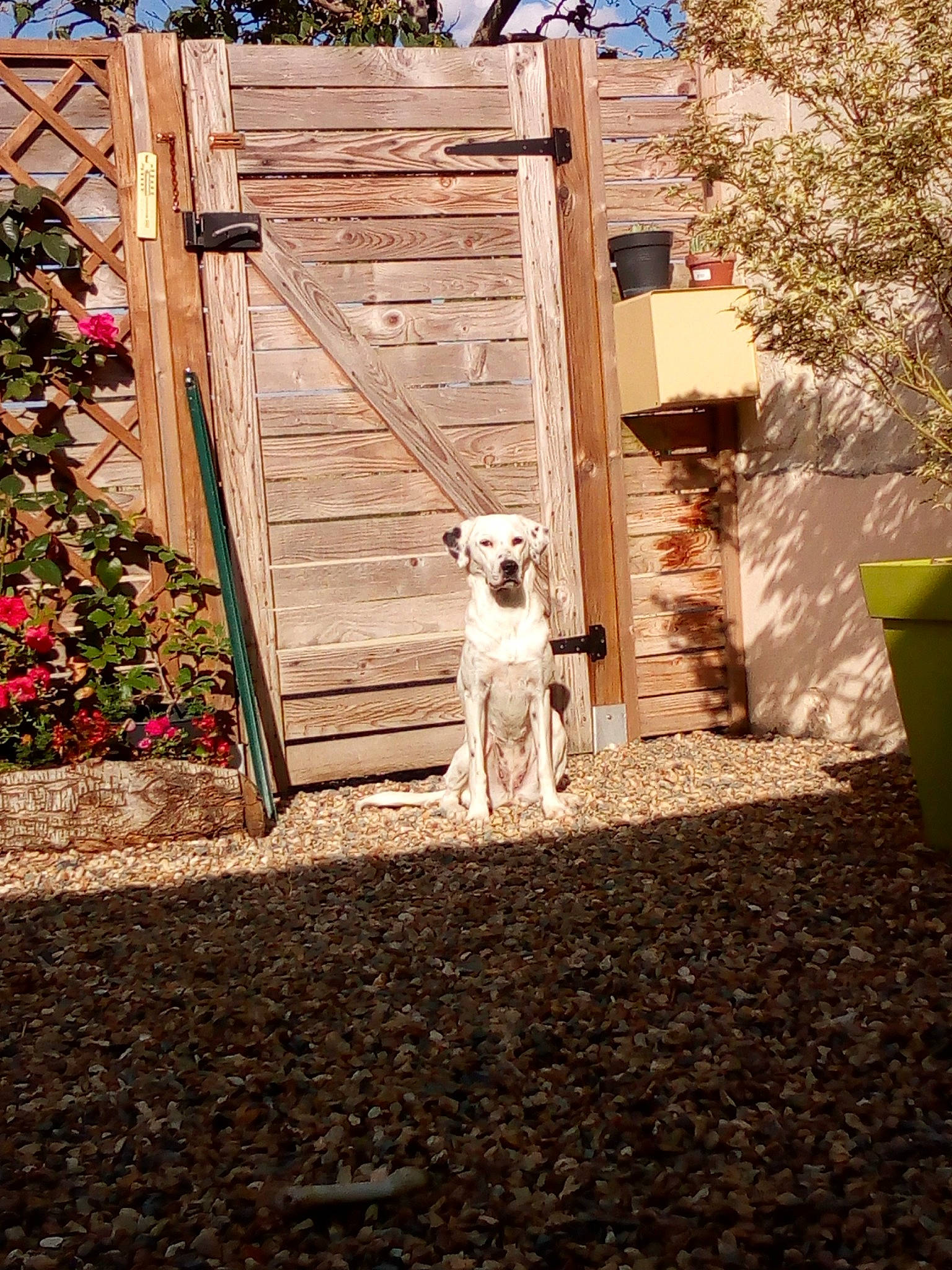 Nioky a rejoint le concours — aidez-le/la à gagner de superbes lots ! backyard, canidae, cat, fawn, fence, garden, gate, home, house, landscaping, leaf, non_sporting_group, shed, sporting_group, tree, wood, yard