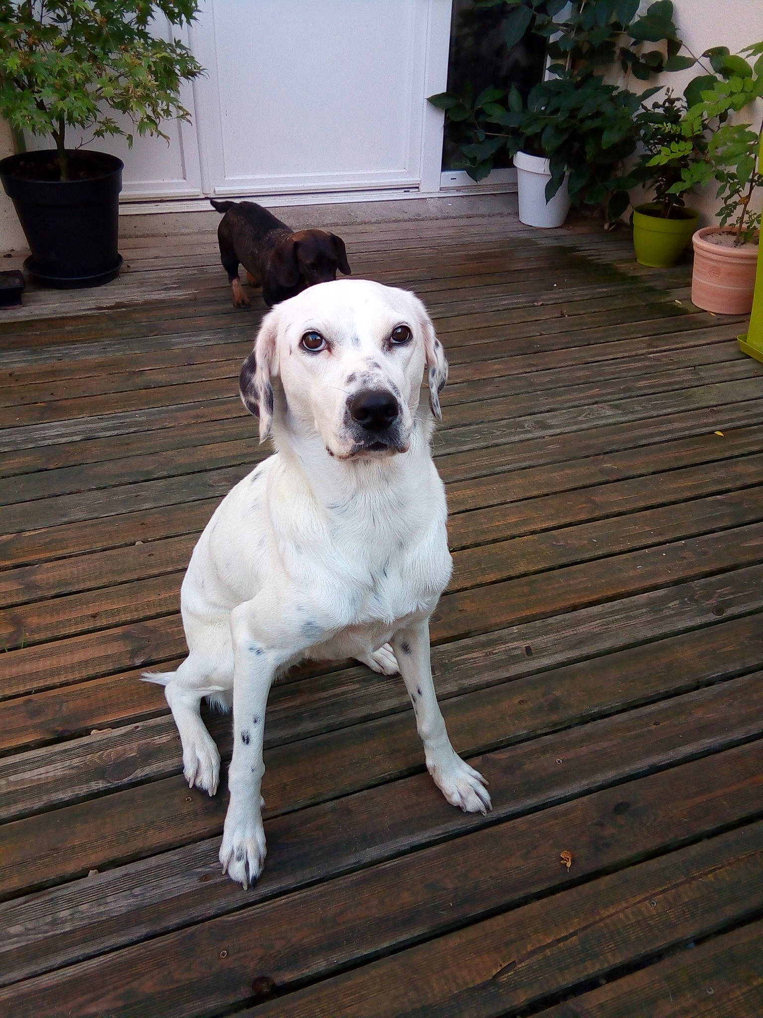 Nioky participe au concours pour gagner de l'argent avec cette photo : canidae, carnivore, companion_dog, dog, dog_breed, dogo_argentino, fawn, labrador_retriever, mammal, non_sporting_group, rare_breed_dog, sporting_group, tail, vertebrate