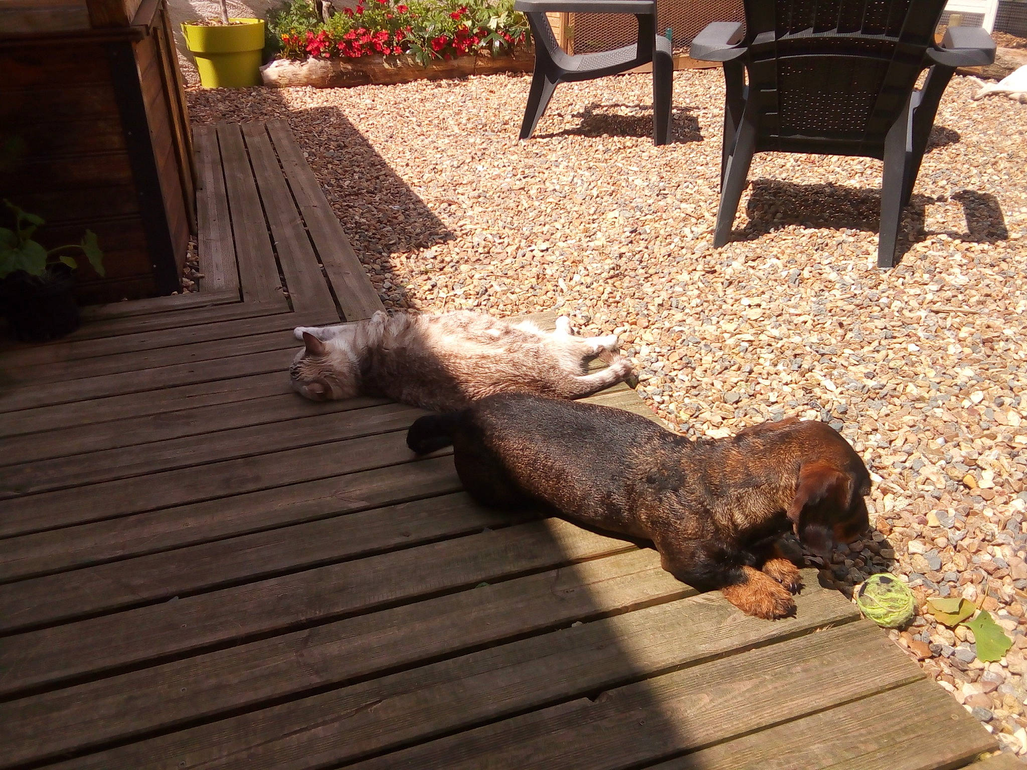 Maya a rejoint le concours — aidez-le/la à gagner de superbes lots ! canidae, carnivore, dachshund, dog, dog_breed, fawn, floor, flooring, puppy, sporting_group, tail, wood