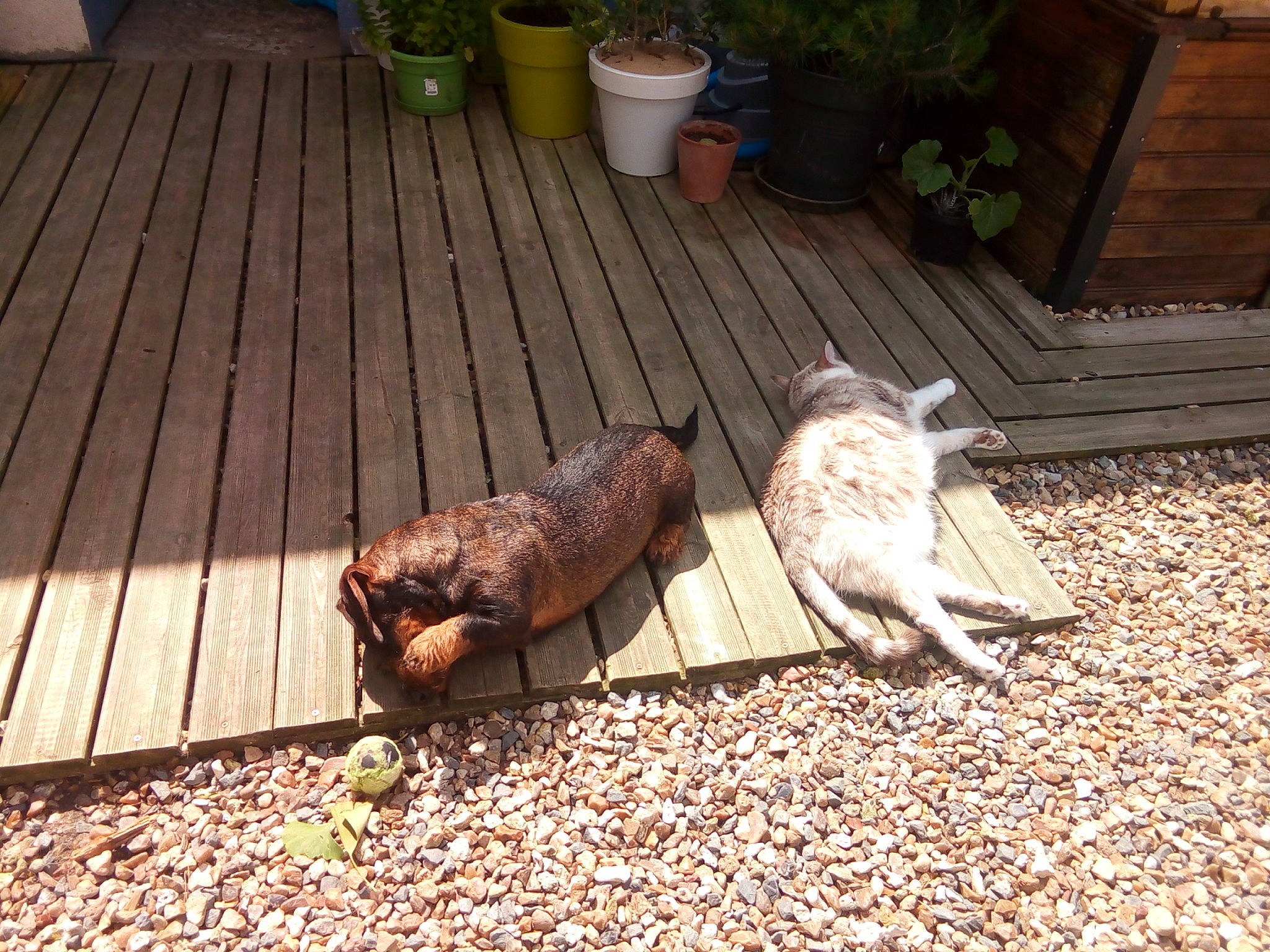 Maya participe au concours pour gagner de l'argent avec cette photo : backyard, bird, deck