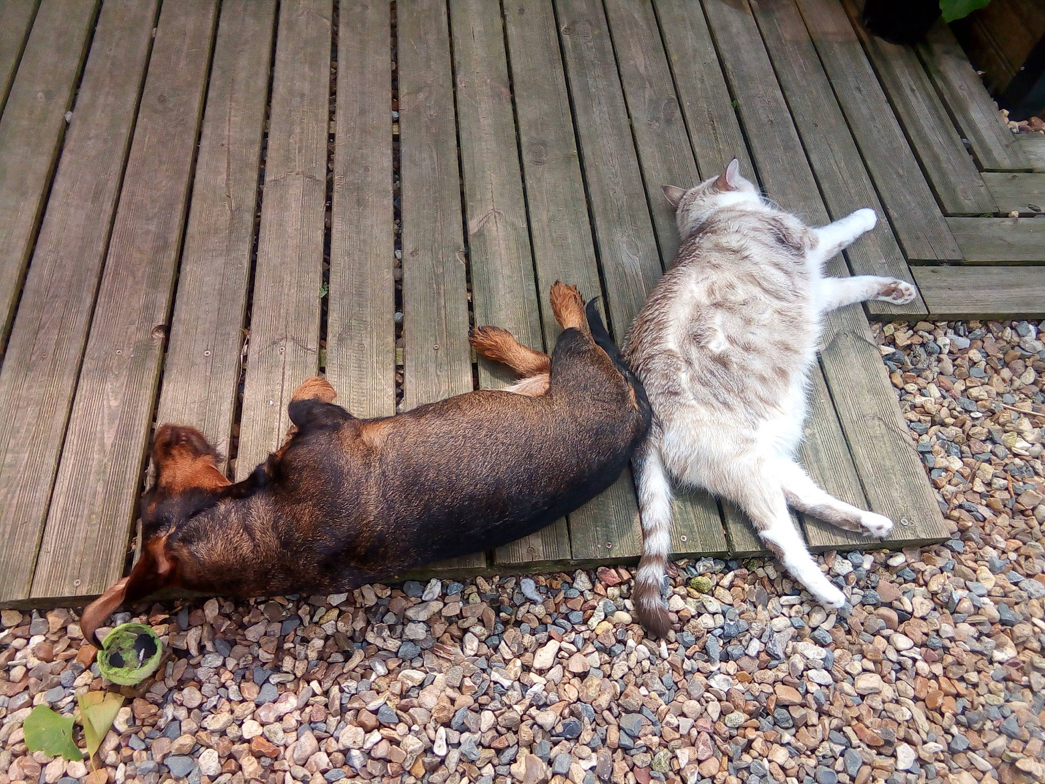 Maya a rejoint le concours — aidez-le/la à gagner de superbes lots ! canidae, fawn, tail