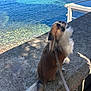 dog, leash, stone_ledge, sea, water, outdoor, sunlight, tail, fur, pet, calm, nature, animal, daytime, coast, blue, brown, white, small_dog, scenic