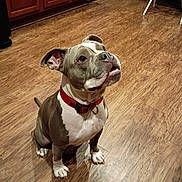 Luna is registered to the contest to win money with this photo: dog, brown, white, collar, indoor, wooden_floor, kitchen, pet, sitting, attentive, ears_up, domestic, canine, looking_up, flooring, cabinet, animal, companion, cute, friendly