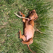 Grandpa joined the competition — help win amazing prizes! animal, brown_dog, canine, chewing, cute, dog, field, grass, lying_down, nature, outdoor, pet, playful, puppy, stick, summer, sunlight, tongue_out, water, young_dog