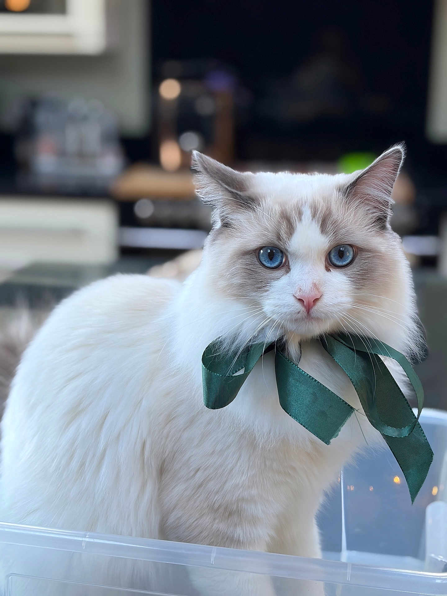 Louis joined the competition — help win amazing prizes! cat, blue_eyes, white_fur, gray_fur, ribbon, bow, pet, indoor, container, close_up, fluffy, portrait, domestic_cat, cute, animal, feline, looking_at_camera, soft_light, household, kitten