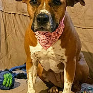 Gaza a rejoint le concours — aidez-le/la à gagner de superbes lots ! accessories, animal, boxer, bulldog, canine, clothing, couch, cushion, dog, furniture, headband, homedecor, hound, indoors, interiordesign, pet, pitbull, puppy, scarf, snout