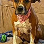 accessories, animal, boxer, bulldog, canine, clothing, couch, cushion, dog, furniture, headband, homedecor, hound, indoors, interiordesign, pet, pitbull, puppy, scarf, snout