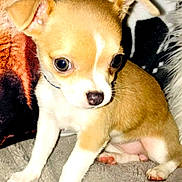 Princesse participe au concours pour gagner de l'argent avec cette photo : ancient_dog_breeds, canidae, carnivore, chihuahua, companion_dog, corgi_chihuahua, dog, dog_breed, ear, fawn, mammal, miniature_fox_terrier, puppy, puppy_love, russkiy_toy, snout, tail, toy_dog, vertebrate, whiskers