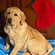 Anakin a rejoint le concours — aidez-le/la à gagner de superbes lots ! animal, blanket, blue, christmas, cozy, cute, dog, fur, golden_retriever, holiday, indoor, paw, pet, puppy, red, sitting, stocking, striped, tail, wooden_cabinet