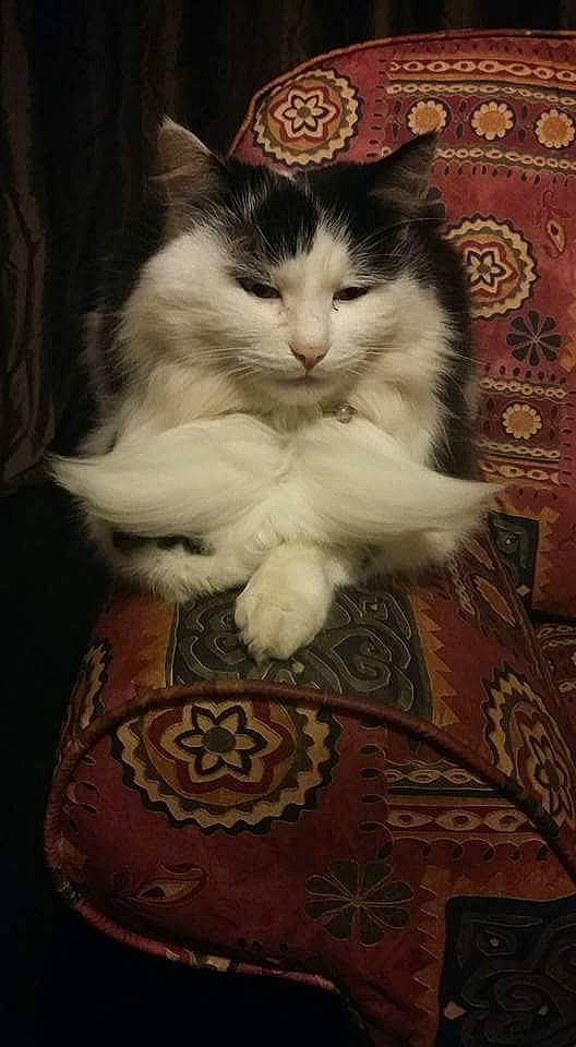 Nermal joined the competition — help win amazing prizes! asian, carnivore, cat, domestic_long_haired_cat, domestic_short_haired_cat, felidae, fur, kitten, norwegian_forest_cat, ragamuffin, ragdoll, small_to_medium_sized_cats, whiskers