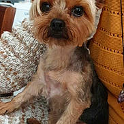 Yseult a rejoint le concours — aidez-le/la à gagner de superbes lots ! black, brown, companion, cozy, cute, dog, ears, eyes, fur, furniture, home, indoors, kitchen, knitted_blanket, lap, person, pet, sitting, small_dog, yorkshire_terrier