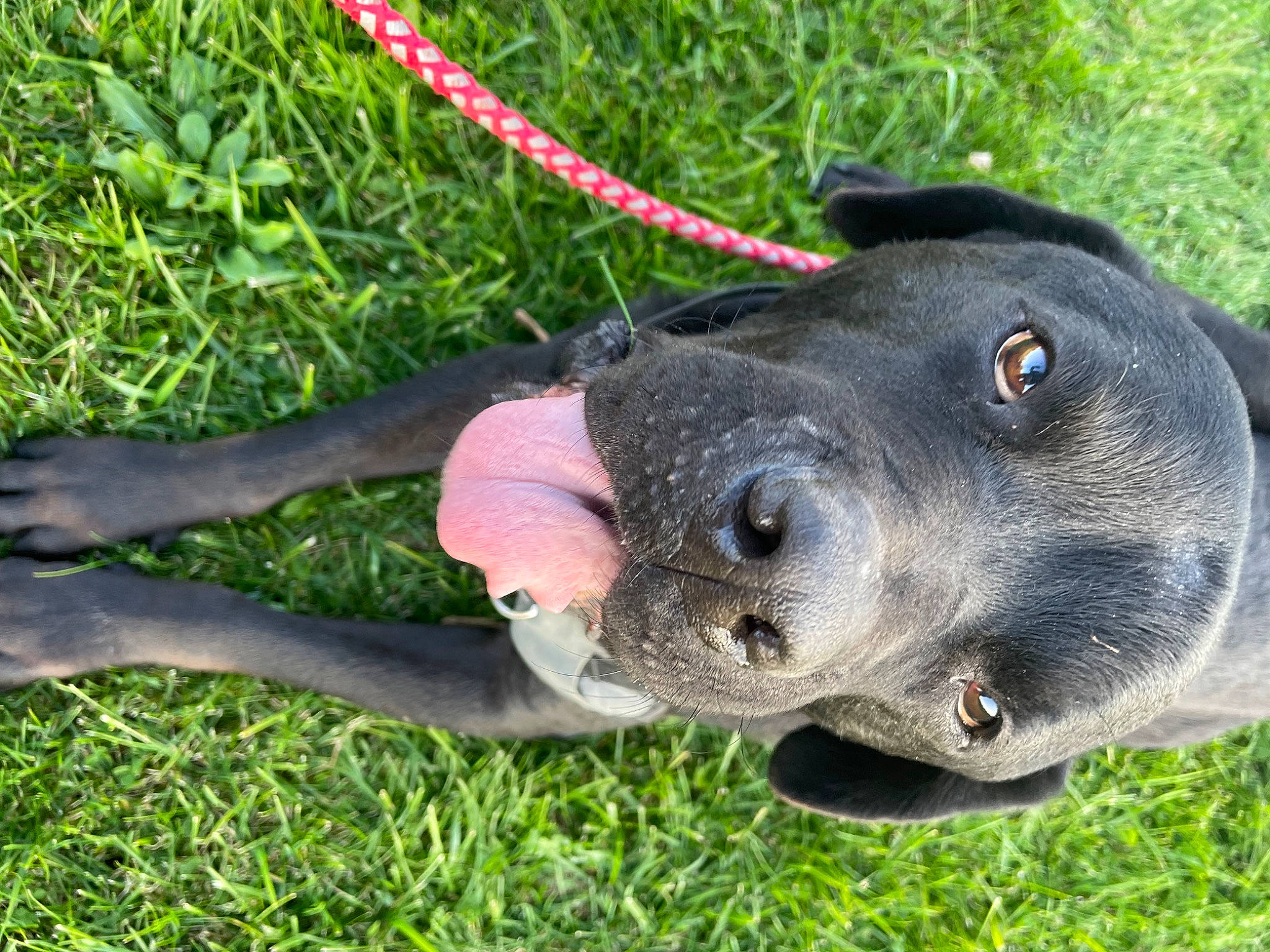 Apollo joined the competition — help win amazing prizes! canidae, carnivore, collar, companion_dog, dog, dog_breed, dog_collar, fashion_accessory, fawn, fur, grass, guard_dog, leash, plant, retriever, sporting_group, tail, terrestrial_animal, whiskers, working_animal