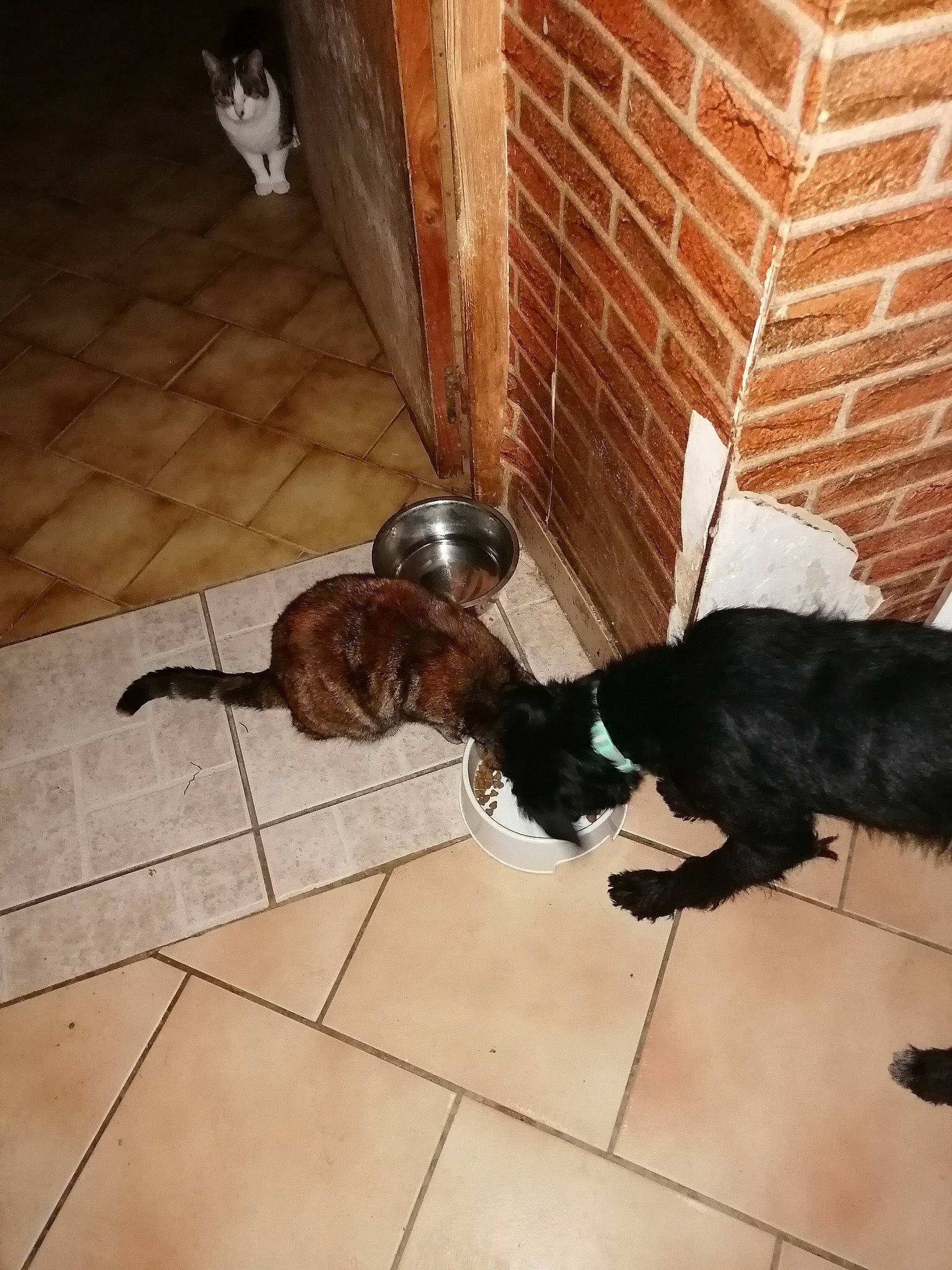 Tara participe au concours pour gagner de l'argent avec cette photo : brick, brickwork, building_material, canidae, carnivore, cat, dog_breed, felidae, floor, flooring, fur, hardwood, mammal, natural_material, small_to_medium_sized_cats, sporting_group, tail, tints_and_shades, vertebrate, wood