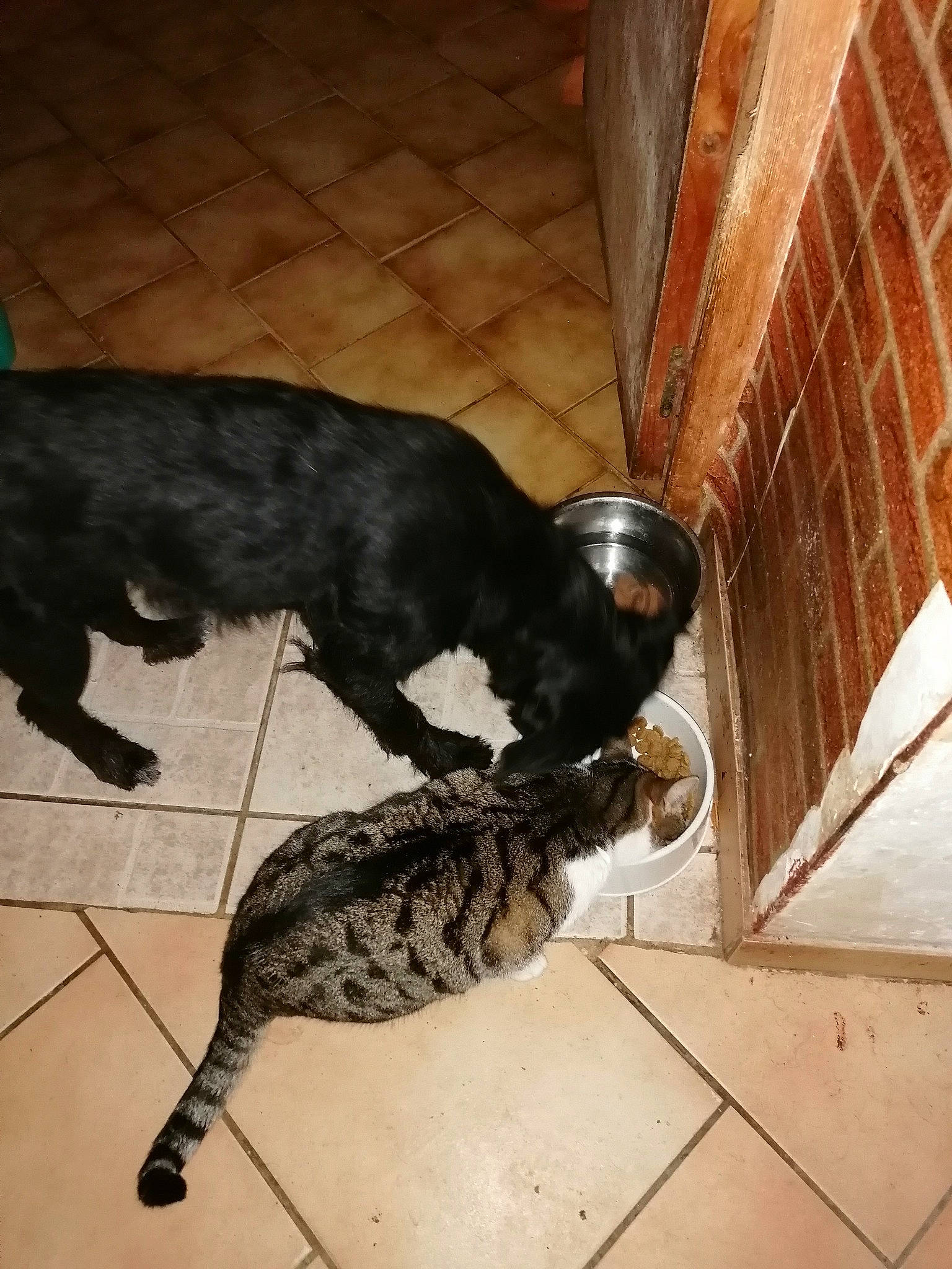 Tara a rejoint le concours — aidez-le/la à gagner de superbes lots ! canidae, carnivore, cat, claw, companion_dog, dog_breed, domestic_short_haired_cat, felidae, floor, flooring, fur, hardwood, small_to_medium_sized_cats, snout, sporting_group, tail, terrestrial_animal, whiskers, wood, working_animal