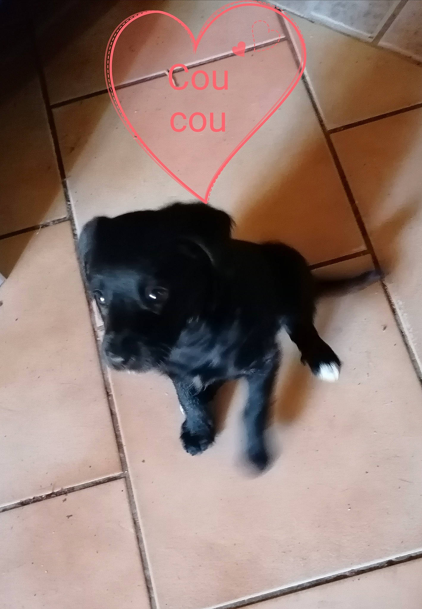 Tara participe au concours pour gagner de l'argent avec cette photo : borador, canidae, carnivore, companion_dog, dog, dog_breed, fawn, floor, flooring, fur, hardwood, liver, pet_supply, plant, snout, tail, tile_flooring, toy_dog, whiskers, working_animal