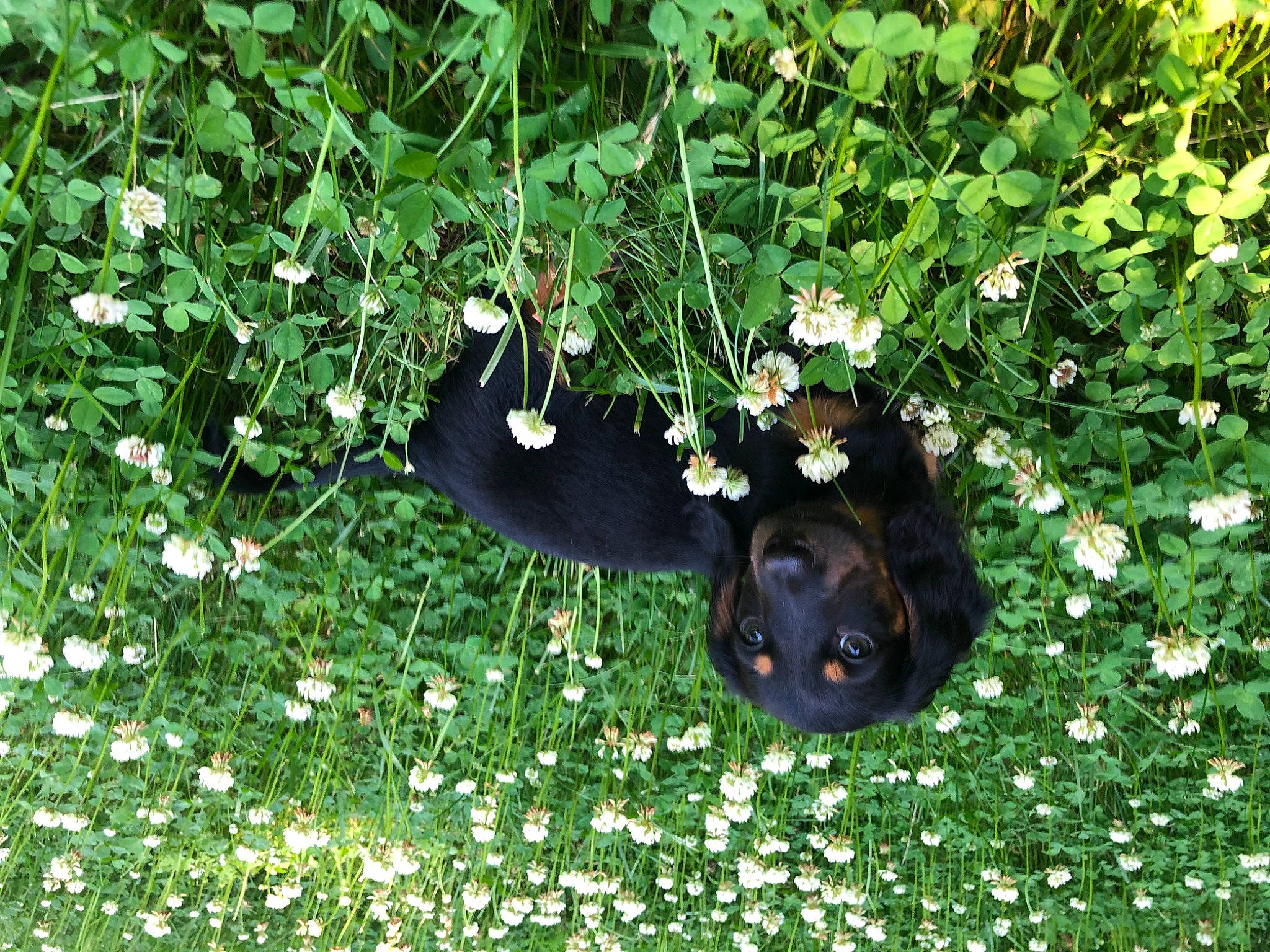 Lloyd joined the competition — help win amazing prizes! canidae, dog_breed, flower, grass, green, groundcover, herb, lawn, organism, plant, shrub