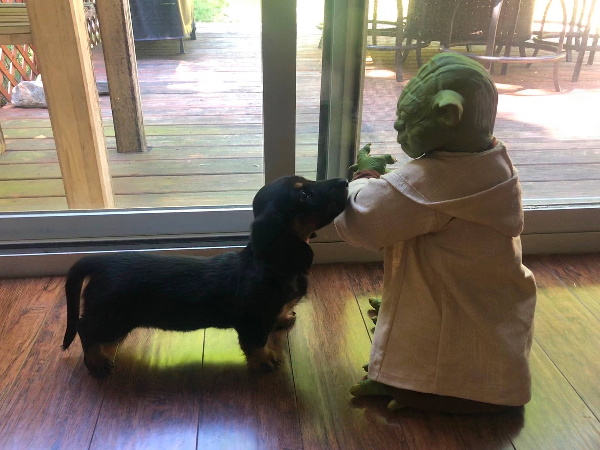 Lloyd is registered to the contest to win money with this photo: canidae, carnivore, companion_dog, dachshund, dog, dog_breed, floor, home, puppy, sitting, sporting_group, statue