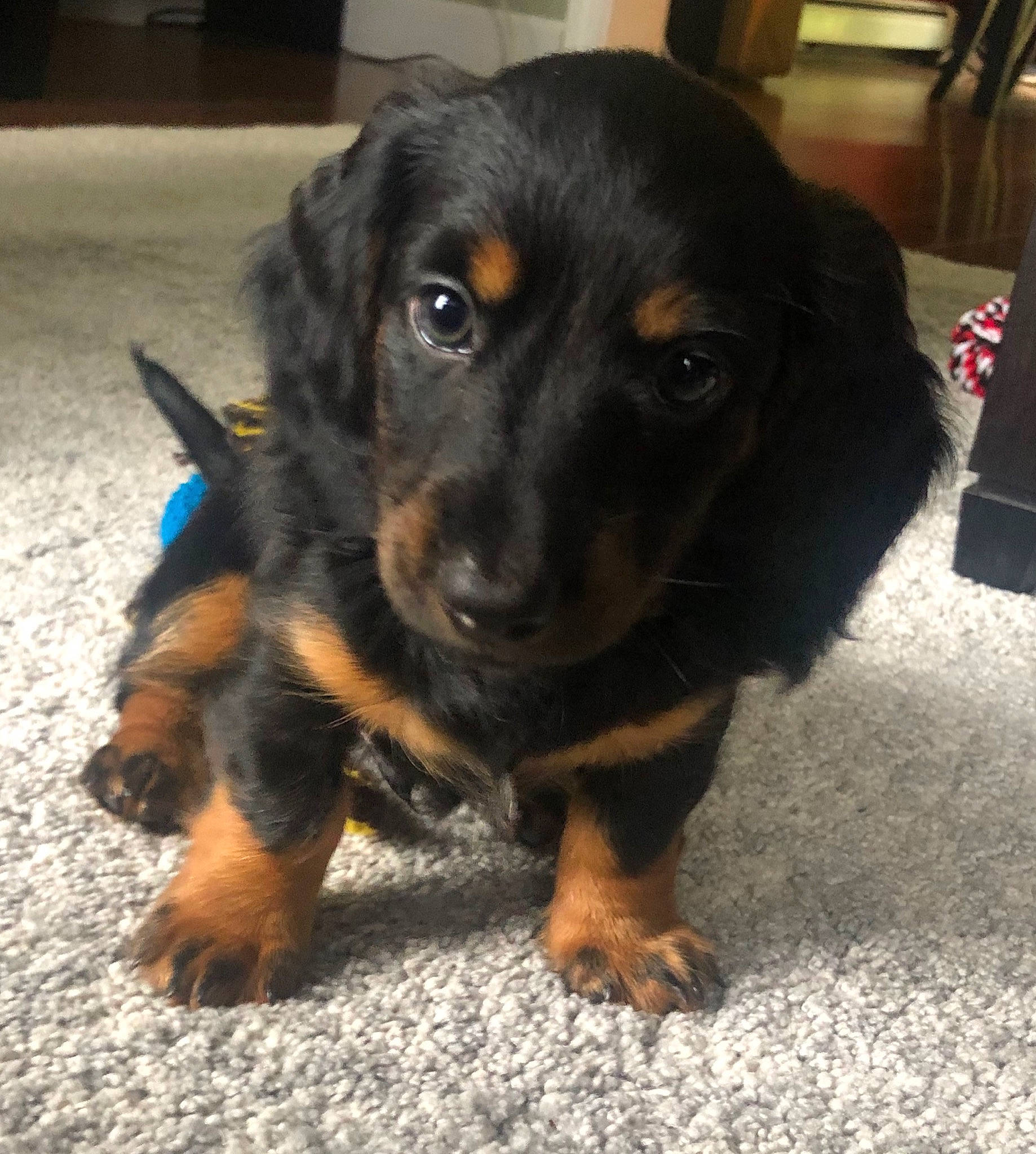 Lloyd joined the competition — help win amazing prizes! austrian_black_and_tan_hound, beagador, black_and_tan, canidae, carnivore, companion_dog, dachshund, dog, dog_breed, hovawart, hunting_dog, mammal, puppy, rare_breed_dog, small_greek_domestic_dog, snout, sporting_group, vertebrate