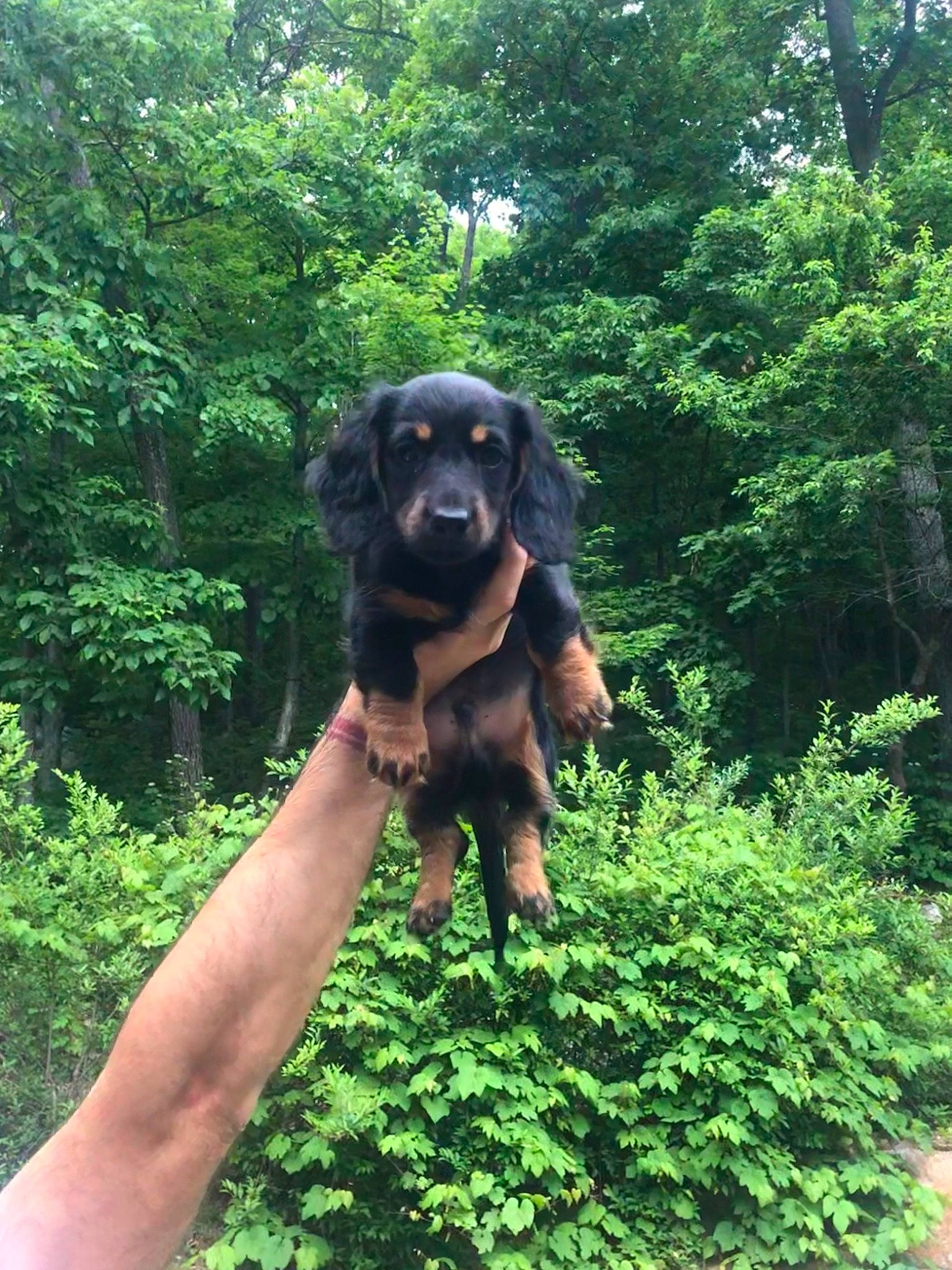 Lloyd joined the competition — help win amazing prizes! canidae, carnivore, cocker_spaniel, dog, dog_breed, forest, gordon_setter, hovawart, mammal, rainforest, setter, spaniel, sporting_group