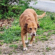 Willow joined the competition — help win amazing prizes! animal, brown_dog, canine, curious, daylight, dog, ears, four_legs, fur, grass, greenery, leafy, nature, outdoor, path, pet, road, snout, tail, walking