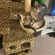 Zulu is registered to the contest to win money with this photo: animal, carpet, cat, cat_tree, cushion, furniture, gray_cat, hammock, houseplant, indoor, leopard_print, living_room, paw, pet, plant, relaxed, scratching_post, tail, technology, television