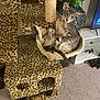 animal, carpet, cat, cat_tree, cushion, furniture, gray_cat, hammock, houseplant, indoor, leopard_print, living_room, paw, pet, plant, relaxed, scratching_post, tail, technology, television