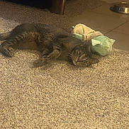 Dalila joined the competition — help win amazing prizes! animal, brown, carpet, cat, companion, cute, feline, floor, food_bowl, home, indoor, pet, plush_toy, relaxed, resting, soft_texture, striped, tabby_cat, tile_floor, toy