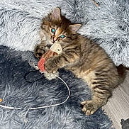 Pitou participe au concours pour gagner de l'argent avec cette photo : kitten, cat, toy_mouse, shaggy_rug, pillow, tabby, cute, playful, pet, indoor, furry, animal, small, lying_down, claws, whiskers, floor, domestic, feline, young