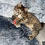 kitten, cat, toy_mouse, shaggy_rug, pillow, tabby, cute, playful, pet, indoor, furry, animal, small, lying_down, claws, whiskers, floor, domestic, feline, young