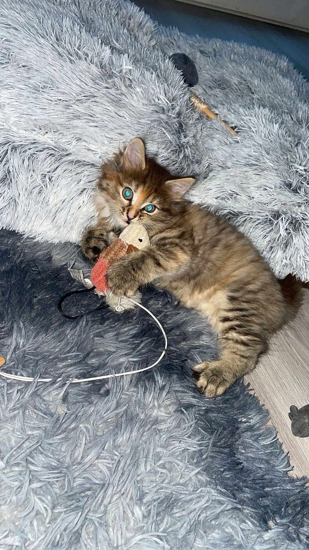 Pitou participe au concours pour gagner de l'argent avec cette photo : kitten, cat, toy_mouse, shaggy_rug, pillow, tabby, cute, playful, pet, indoor, furry, animal, small, lying_down, claws, whiskers, floor, domestic, feline, young