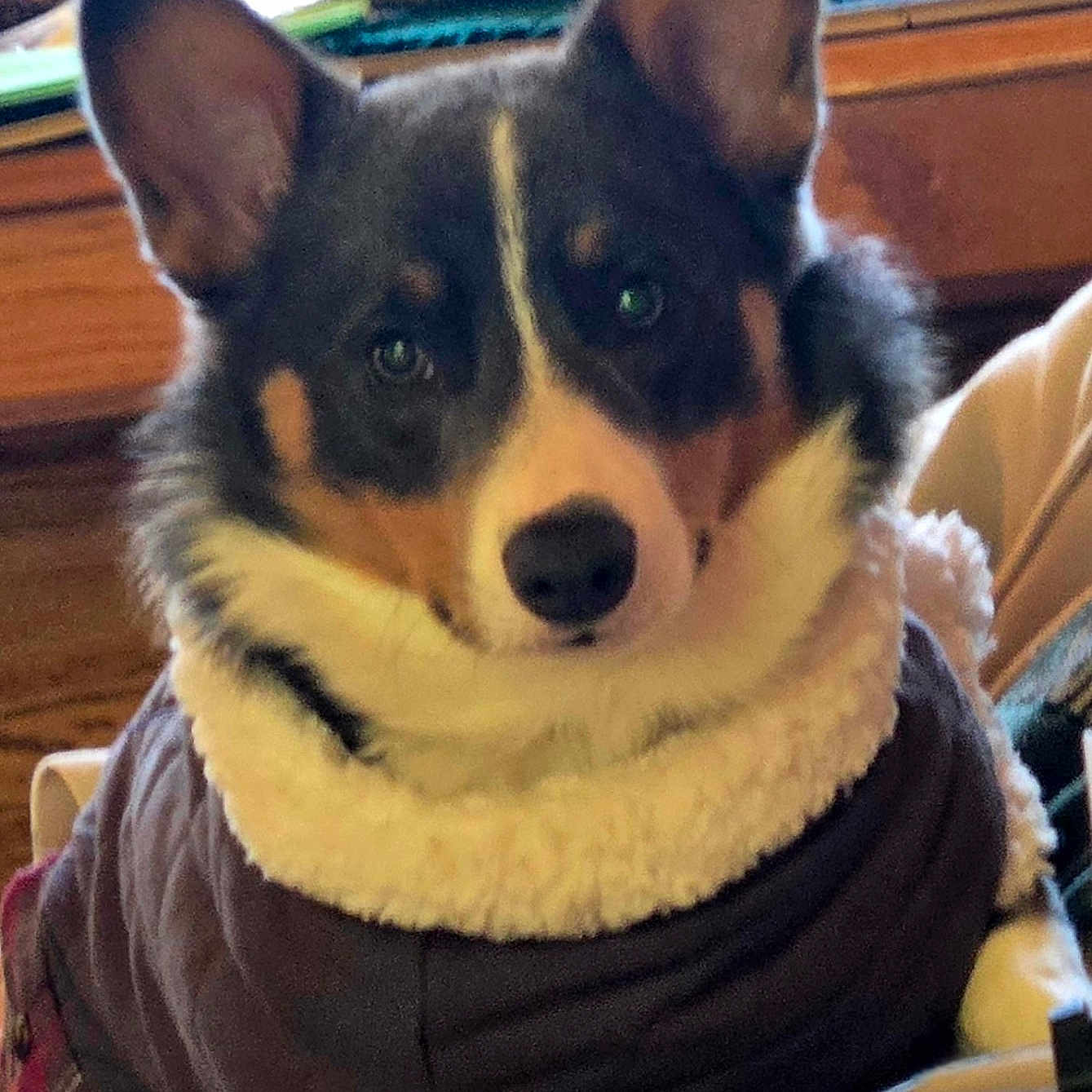 Grayson Bluie joined the competition — help win amazing prizes! animal, black, brown, canine, closeup, coat, curious, cute, dog, domestic, ears, face, fur, furniture, indoor, pet, portrait, sitting, warm, white