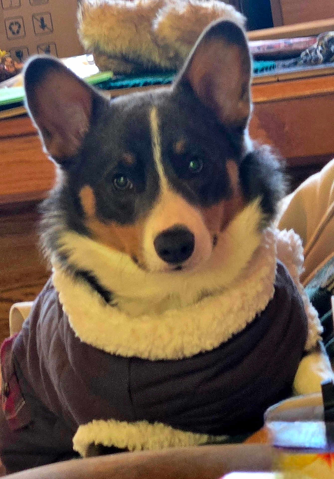 Grayson Bluie joined the competition — help win amazing prizes! animal, black, brown, canine, closeup, coat, curious, cute, dog, domestic, ears, face, fur, furniture, indoor, pet, portrait, sitting, warm, white