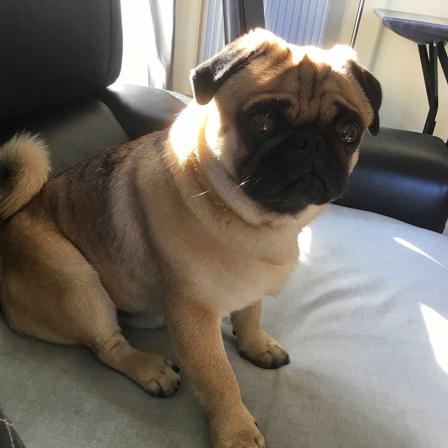 Coby Chanthanom a rejoint le concours — aidez-le/la à gagner de superbes lots ! animal, architecture, building, canine, chair, couch, dog, furniture, indoors, livingroom, pet, pug, puppy, room