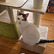 Ellie is registered to the contest to win money with this photo: box, cat, cat_tree, curious, cushion, fur, furniture, green_eyes, home, indoor, looking_at_camera, pet, portrait, scratching_post, sitting, sunlight, tabby, tail, white_cat, wood_floor