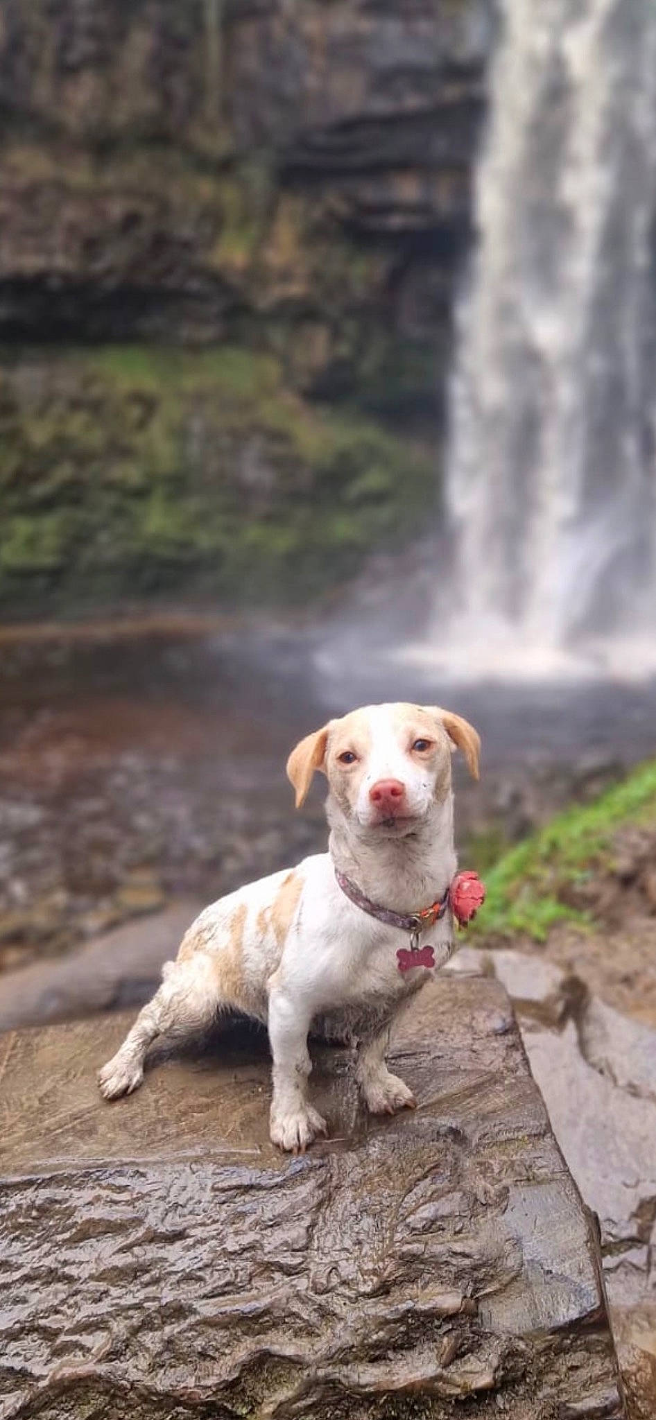 Daisy is registered to the contest to win money with this photo: canidae, carnivore, collar, companion_dog, dog, dog_breed, dog_collar, fawn, forest, grass, gun_dog, natural_landscape, retriever, snout, sporting_group, tail, water, waterfall, wood, working_animal