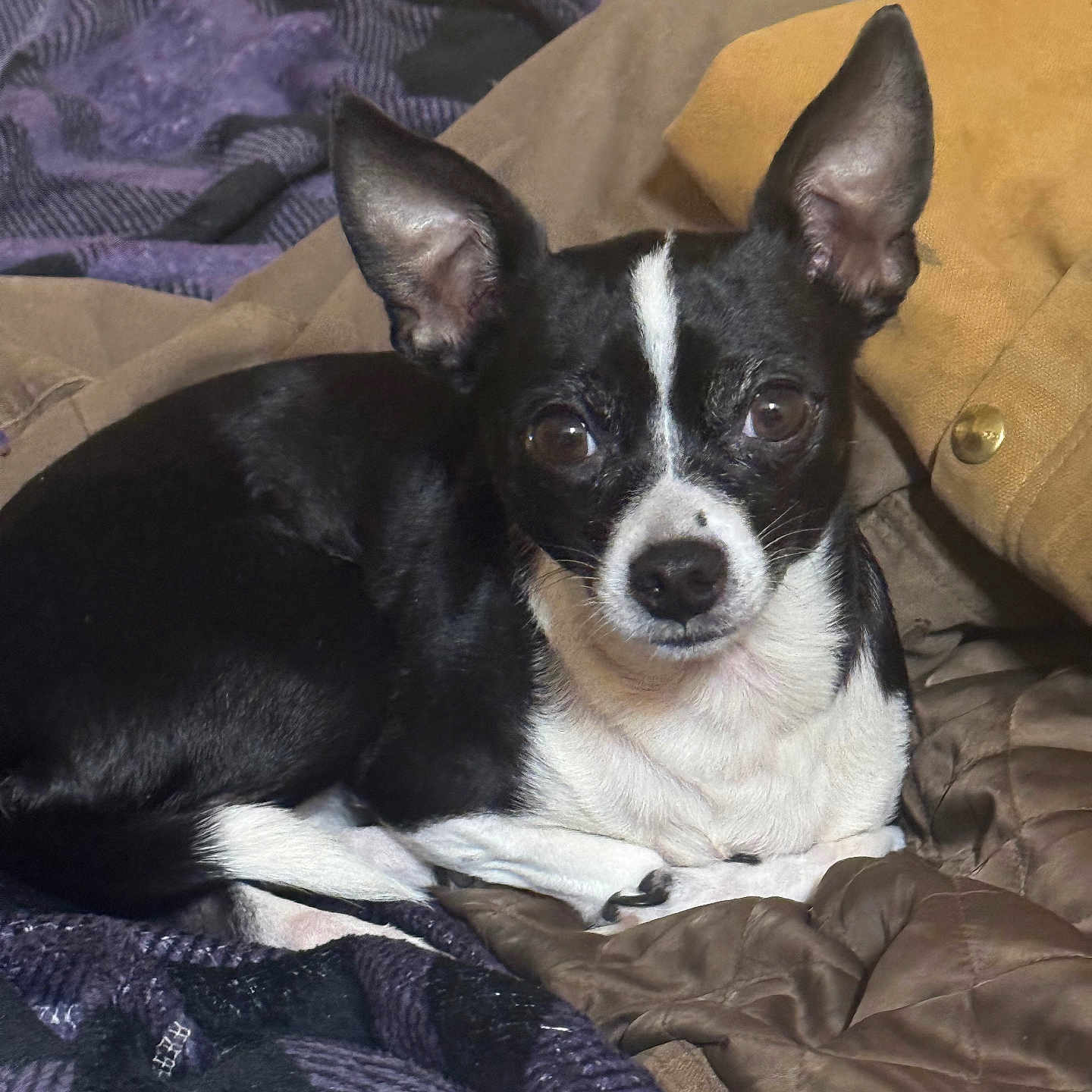 Harley joined the competition — help win amazing prizes! dog, small_dog, black_and_white, ears, pet, animal, blanket, jacket, fabric, indoor, resting, looking_at_camera, cute, fur, companion, cozy, portrait, domestic_animal, lying_down, close_up